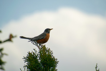 close up of a robin on a tree during the day