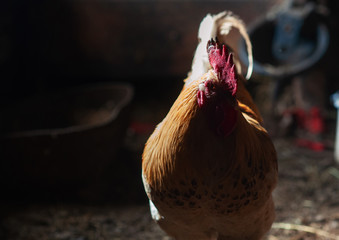 Rooster in rustic wooden barn
