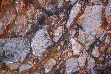 Rocky wall for the backdrop. Rough surface with inclusions and inhomogeneities. Primary colors - Spoke and gray. Concept of geology, fossil.