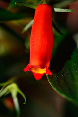 red flower pod