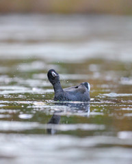 Fototapeta premium The American coot, also known as a mud hen. 