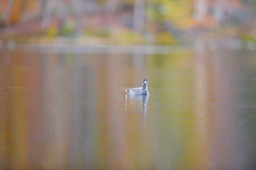The American Coot on water. 