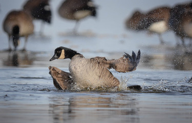Fototapeta premium The Brant Goose is being guarded while taking a relaxing shower.
