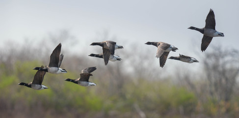 Another shot from different angle. It breeds in northwestern Canada, Alaska and eastern Siberia, and during the winter they mostly on the west coast of North America, southern Alaska, California as we