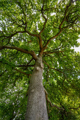 Obraz premium Huge beautiful tree shot taken from bellow. Copy space