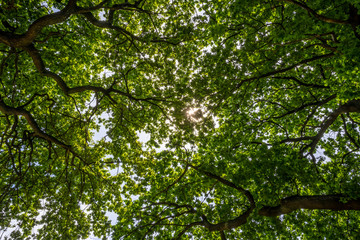 Green trees background on daylight