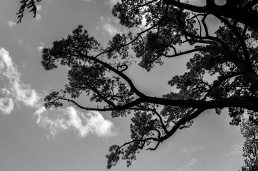 silhouette of a tree