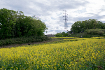 菜の花畑