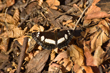 Spotted Sailer Butterfly On Autumn Leaves (Neptis saclava marpessa), Rustenburg, South Africa
