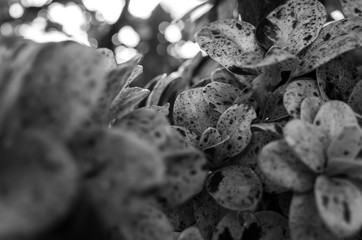 close up of leaves