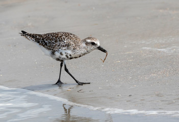 The grey or black-bellied plover (Pluvialis squatarola) feeding on the beach, Galveston, Texas