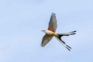 The scissor tailed flycatcher (Tyrannus forficatus) perched on the bush, Texas