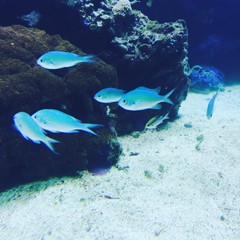 fish in aquarium