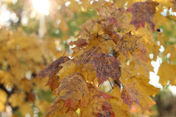 autumn leaves