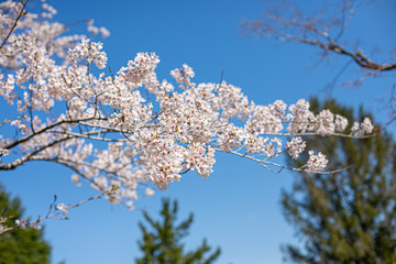 青空に桜