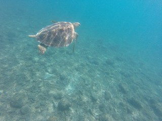 Obraz na płótnie Canvas Sea Turtle on the Great Barrier Reef