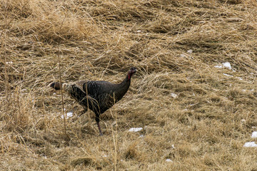 big black turkey yellow grass on the field.