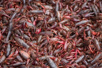 Obraz premium Crawfish