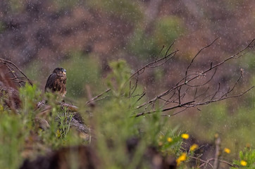 New Zealand Falcon (Karearea)(Falco novaeseelandiae) perched in natural habitat in rain