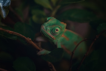 chameleon on a branch