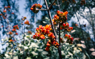 orange flower in the garden