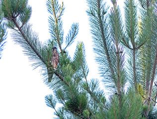 New Zealand Falcon (Karearea)(Falco novaeseelandiae) perched on the branch of a pine tree