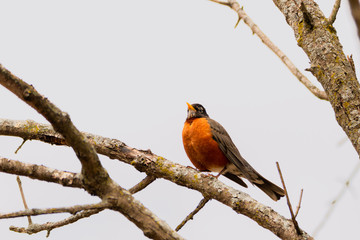 robin on the tree