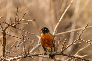 robin on a branch