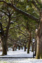 Charleston, SC Winter