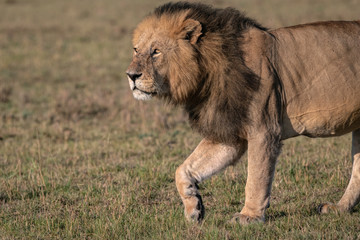 Close up of a large male lion walks through the grass on the savanna as a hyena takes the remains of the meal he left behind. Image taken in the Maasai Mara, Kenya.