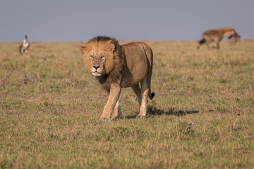 A large male lion walks through the grass on the savanna as a hyena takes the remains of the meal he left behind. Image taken in the Masai Mara, Kenya.