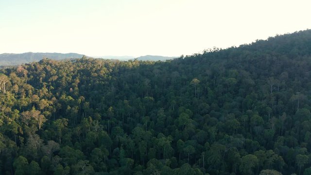 Aerial Drone image of stunning beautiful deep Rainforest Jungle of Borneo island.