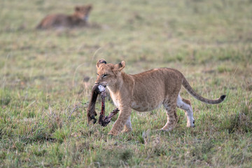 A lion cub walking with a wildebeest leg.  Image taken in the Masai Mara, Kenya.