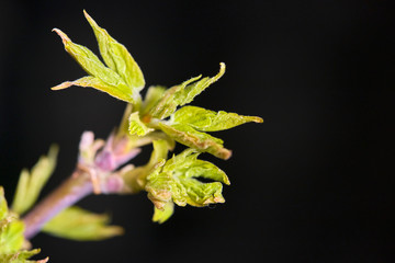 Kidney with stamens on a branch of American maple in spring, macro photo,