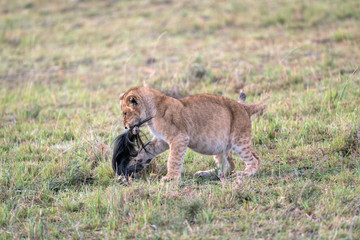 A lion cub playing with a wildebeest tail. Image taken in the Masai Mara, Kenya.