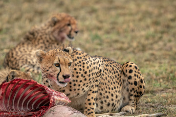 Cheetah feeding on a fallen impala. Image taken in the Masai Mara, Kenya.	
