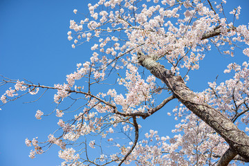 青空に桜