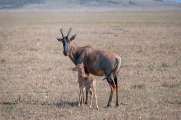 Naklejka na ściany i meble Newborn topi with its mother. Image taken in the Masai Mara, Kenya.