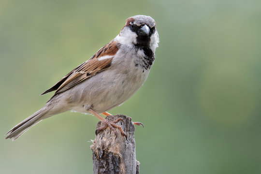 GORRI&Oacute;N COM&Uacute;N