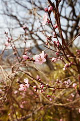 봄을 알려주는 개복숭아 꽃