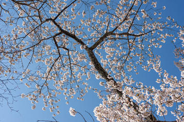青空に桜