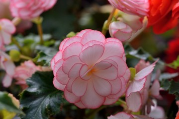Beautiful lady-Rieger Begonia (Begonia hiemalis Fostsch) 