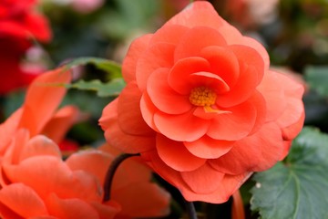 Beautiful lady-Rieger Begonia (Begonia hiemalis Fostsch) 