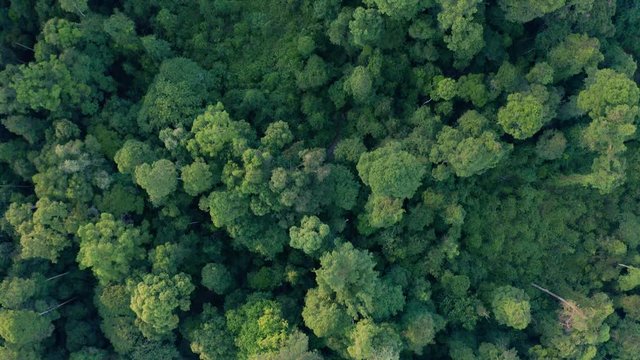 Aerial Drone image of stunning beautiful deep Rainforest Jungle of Borneo island.
