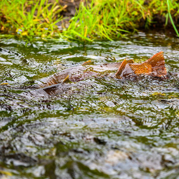 Close Up Of Trout Fins Swimming Upstream