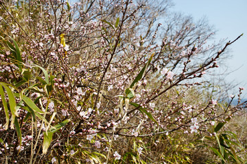 봄을 알려주는 개복숭아 꽃