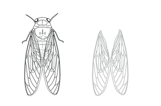 cicada insect ans isolated wings, hand drawn on white background