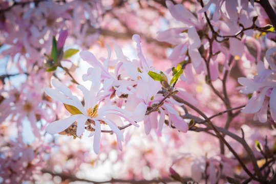 Close-up of pink flowering loebner magnolia in springtime