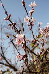 봄을 알려주는 개복숭아 꽃