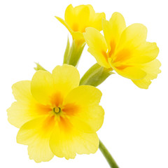 Fototapeta premium Yellow flowers of primrose, isolated on white background